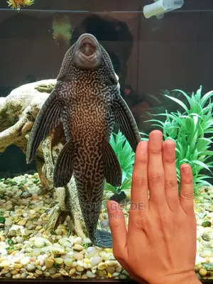 Pleco/ Cleaner Fish