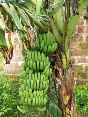 Treated Dwarf Hybrid Banana And Sucker