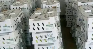 Day Old Broiler