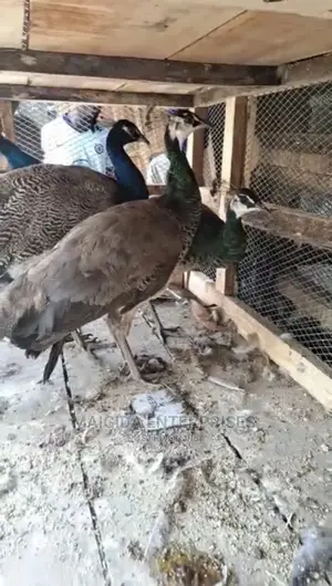 Adult Peacocks