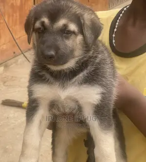 1-3 months Female Purebred German Shepherd