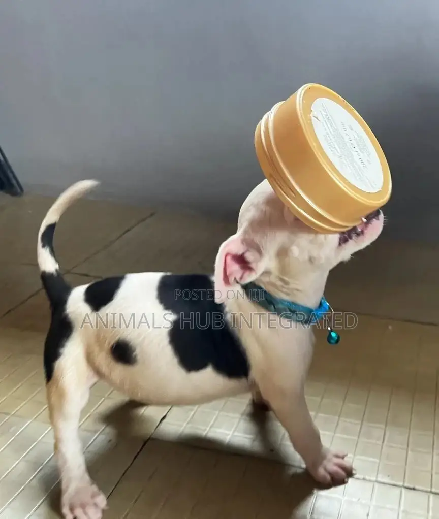 Veterinary Services