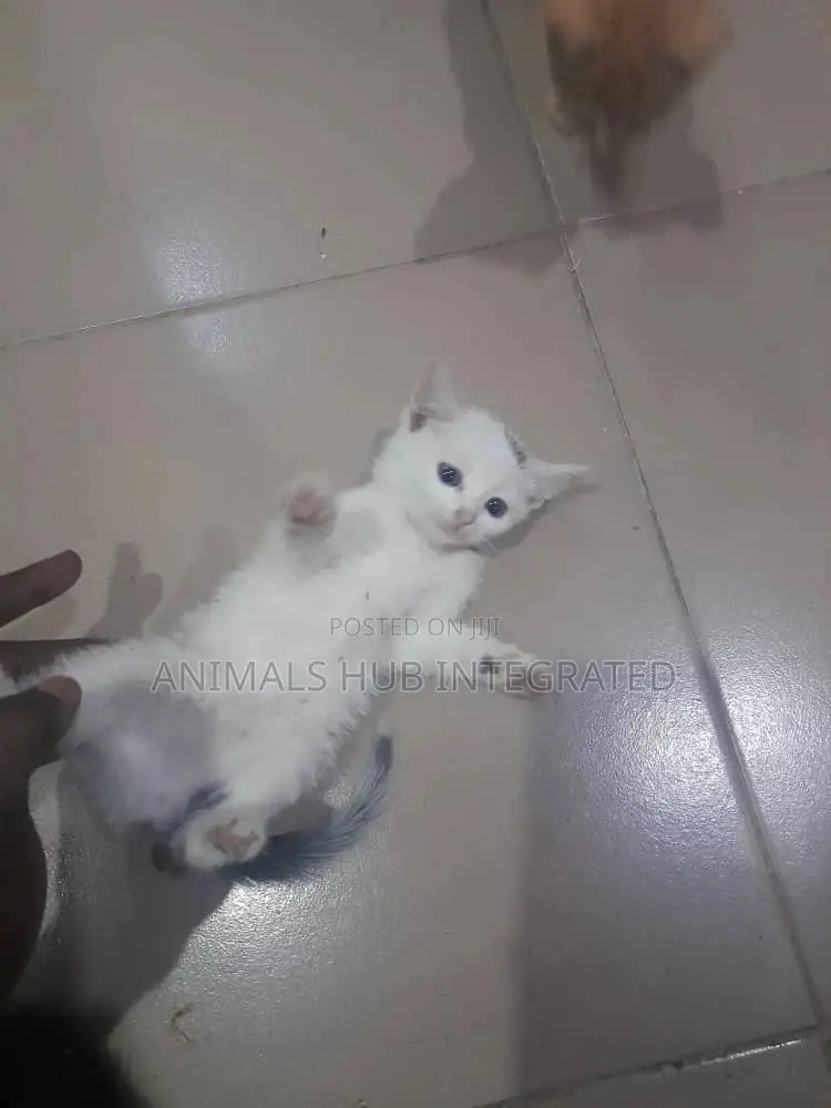Veterinary Services