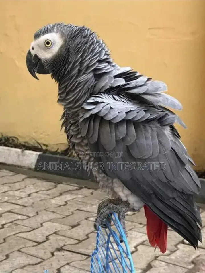 Veterinary Services
