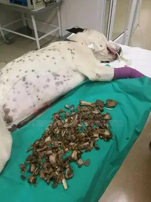 Veterinary Services