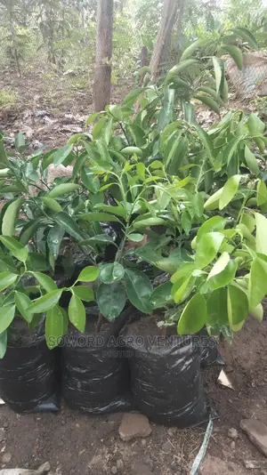Hybrid Budded Citrus Seedlings. I.E Sweetorange, Lemon, Lime