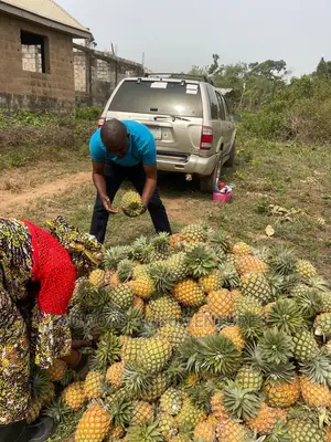 High Yielding Pineapple Suckers