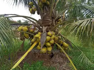 Malaysia-Dwarf Hybrid Coconut Seedlings.