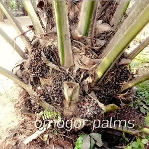 HYBRID TENERA PALM SEEDLINGS-"Grow for Me"