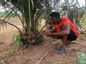 HYBRID TENERA PALM SEEDLINGS-"Grow for Me"