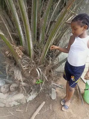 Dwarf Agric.Hybrid Palm Tree.