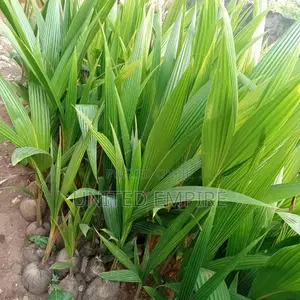 Hybrid Dwarf Coconuts