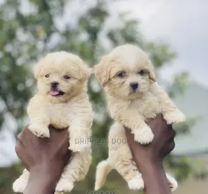1-3 months Male Purebred Lhasa Apso