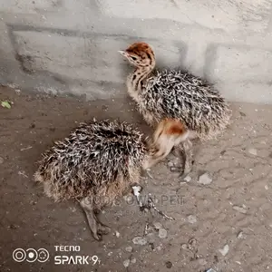 Baby Ostrich Is Available for Sale