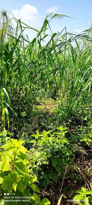 Over 300 Acres of Farm Land for Sell