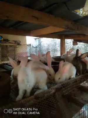 Rabbits For Sale: Hybrid, Exotic And Hyla Rabbits