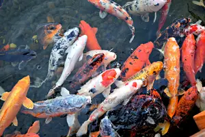 Japanese Koi Fish