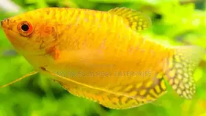 Gold Gourami Aquarium Fishes