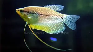 Pearl Gourami Aquarium Fish