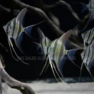 Angel Fish for Aquariums and Fish Bowls