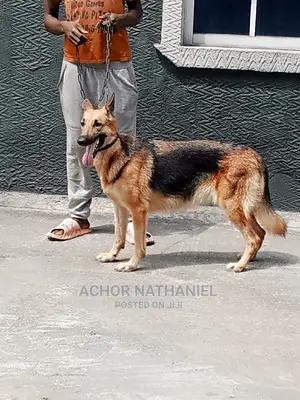 1+ year Female Purebred German Shepherd