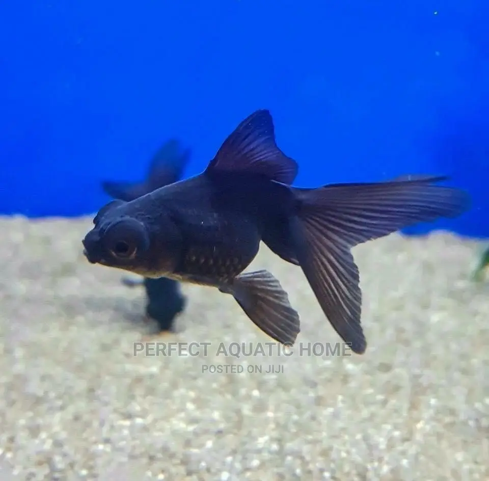 Black Moor Fancy Tail