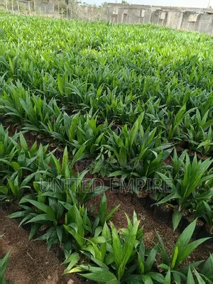 Dwarf Coconut and Hybrid Tenera Oil Palm Seedlings