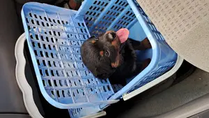 1-3 months Female Purebred Rottweiler