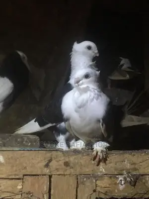 Exotic Pet Pigeons