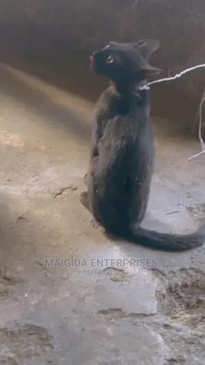 1+ year Male Purebred cat