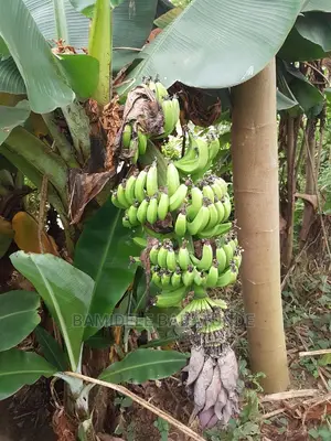 Cavendish and Local Banana Suckers