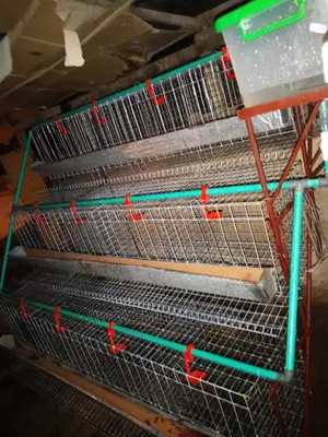 Cage For Layers