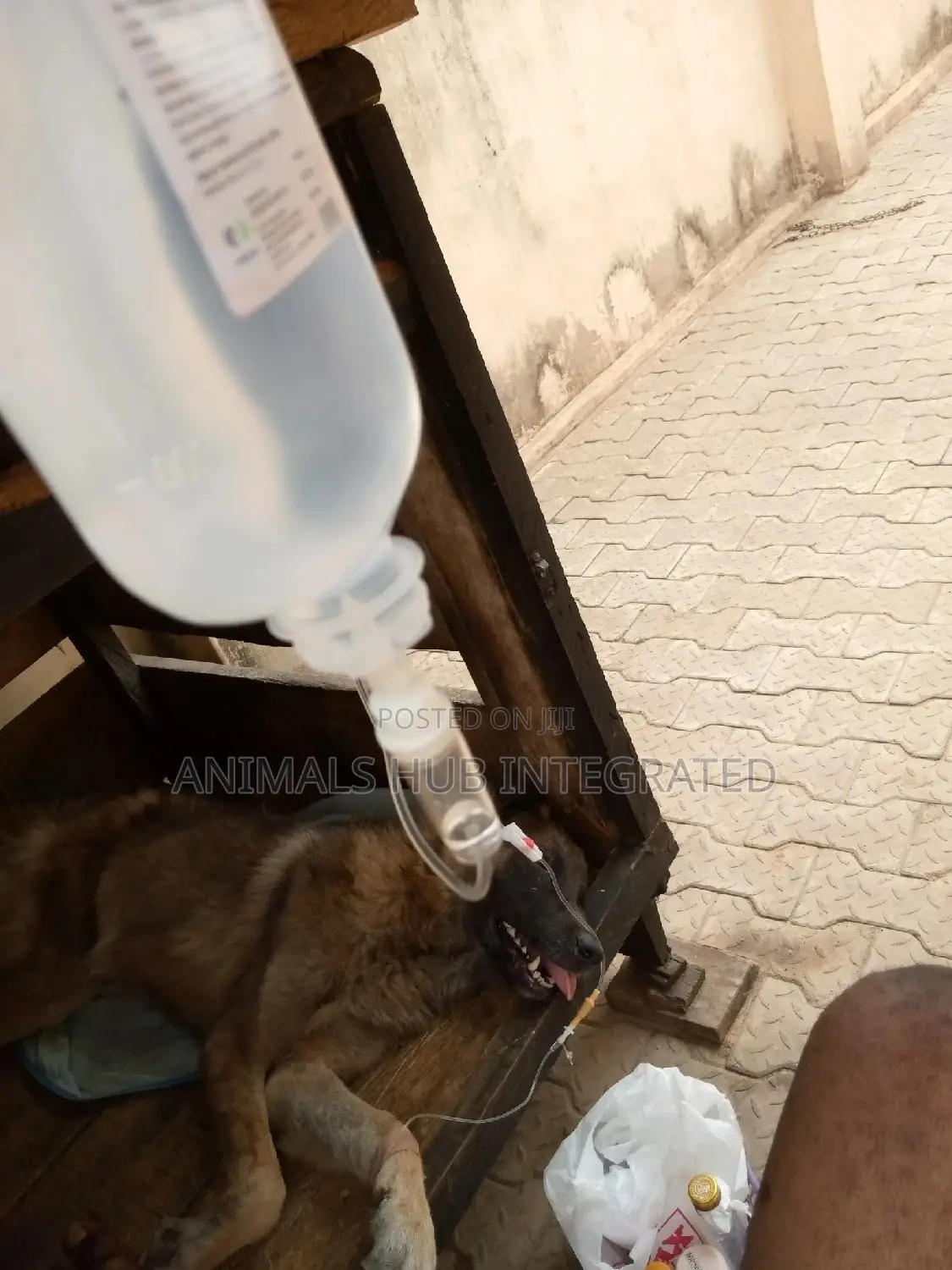 Veterinary Services