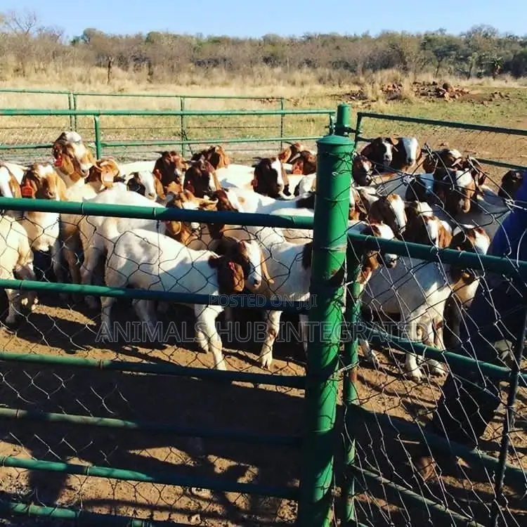 Veterinary Services