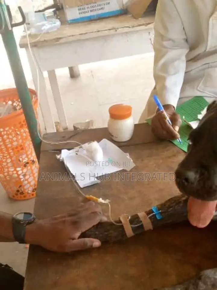 Veterinary Services