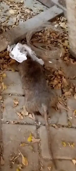 Rapid Response Fumigation Services