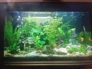 Rimless Aquarium for Sale