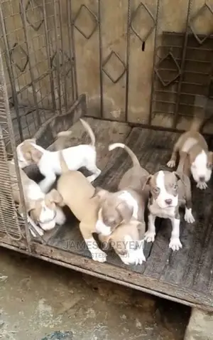 1-3 months Female Purebred American Pit Bull Terrier