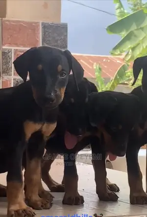 1-3 Months Female Purebred Doberman Pinscher