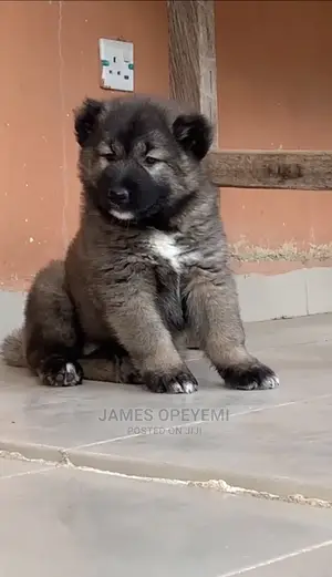 1-3 months Male Purebred Caucasian Shepherd
