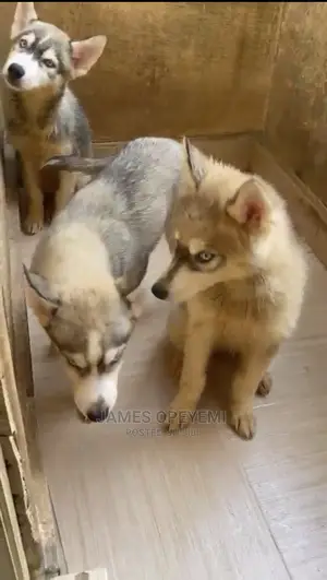 1-3 months Female Purebred Siberian Husky