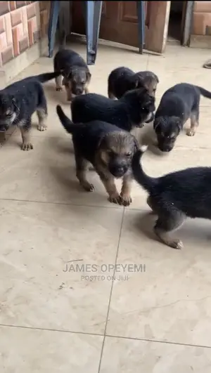 1-3 months Female Purebred German Shepherd