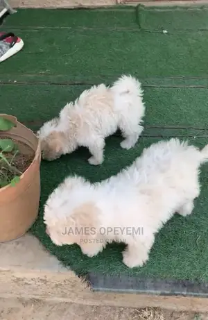 1-3 months Male Purebred Lhasa Apso
