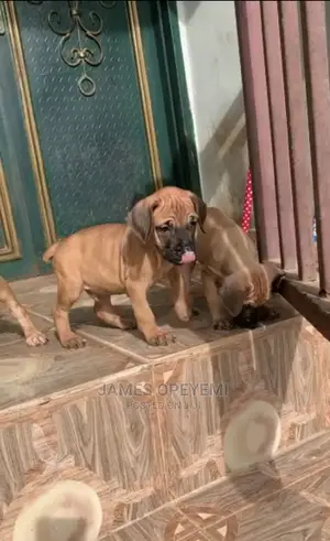 1-3 months Female Purebred Boerboel