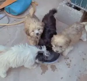 1-3 Months Female Purebred Lhasa Apso