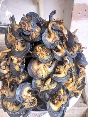 Oven Dried Snails- Jumbo (50pieces)