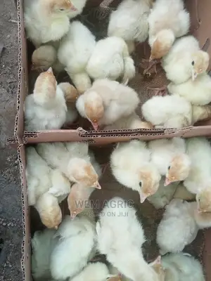 A Day Old Foreign Turkey