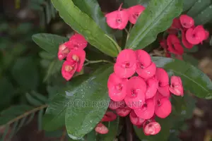 Air Purifying Plants