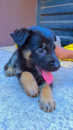 1-3 months Male Purebred German Shepherd
