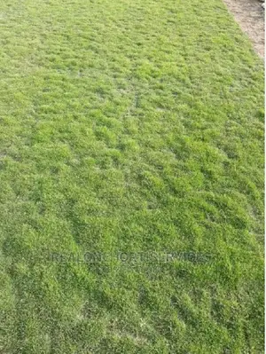 Carpet Grass For Lawn